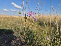 Scabiosa canescens, photograph (c) Bobo-X, some rights reserved (CC BY)
