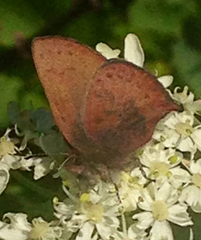 Callophrys augustinus iroides