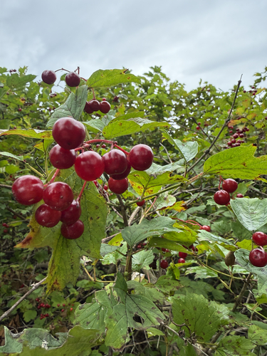 guelder-rose