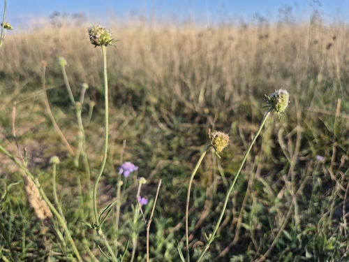 Scabiosa canescens, photograph 6