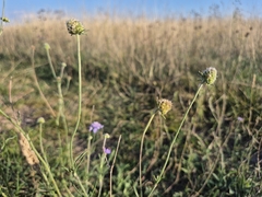 Scabiosa canescens, photograph (c) Bobo-X, some rights reserved (CC BY)
