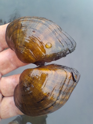 Deertoe Mussel