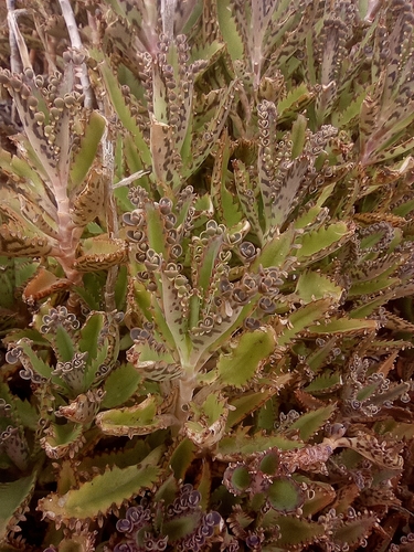 Alligator plant