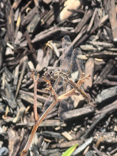 Variegated Meadowhawk
