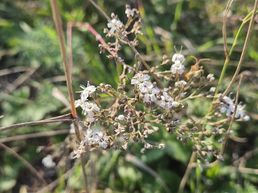 Gypsophila fastigiata; photograph (c) Bobo-X, some rights reserved (CC BY)