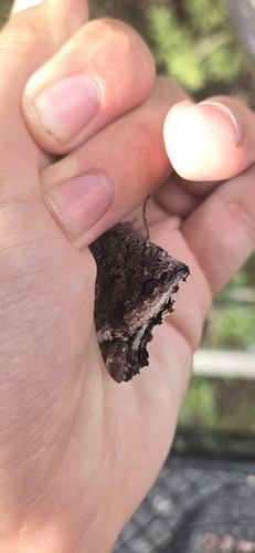 Red Admiral