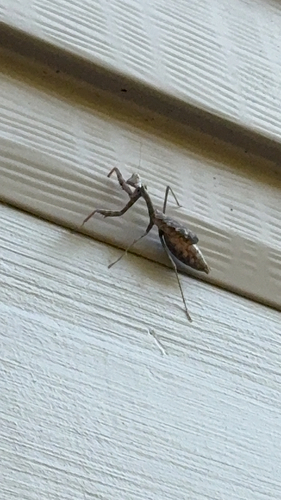 Carolina Mantis