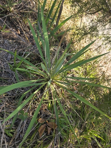 common yucca