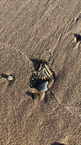 Monarch