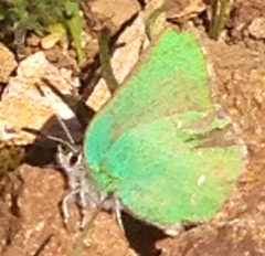 Callophrys viridis