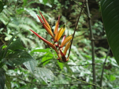 Heliconia hirsuta