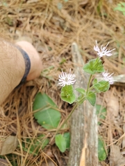 Elephantopus tomentosus, photograph (c) Will Kuhn, some rights reserved (CC BY)