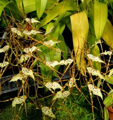 Brassia maculata