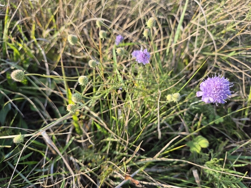 Scabiosa canescens, photograph 2