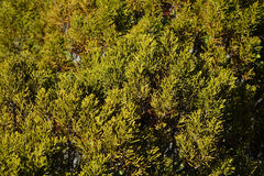 Halocarpus bidwillii