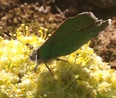 Callophrys viridis