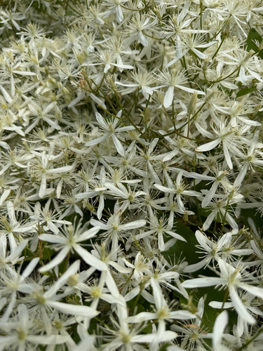 autumn clematis