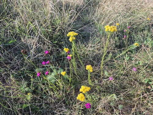 Galatella linosyris, photograph 5