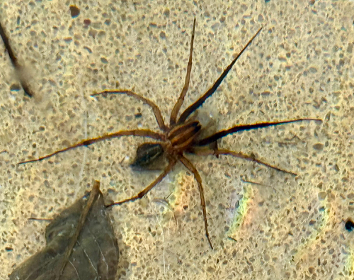 Rabid Wolf Spider