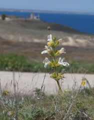 Salvia scabiosifolia