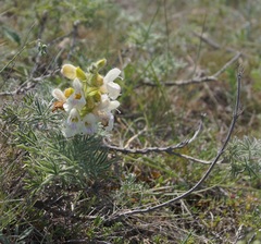 Salvia scabiosifolia