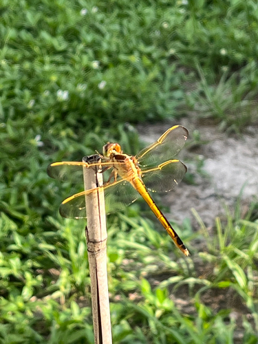 Needham's Skimmer