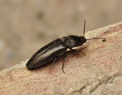 Cidnopus pilosus