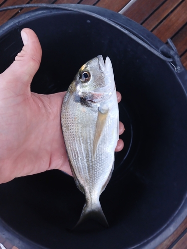 Gilthead Seabream