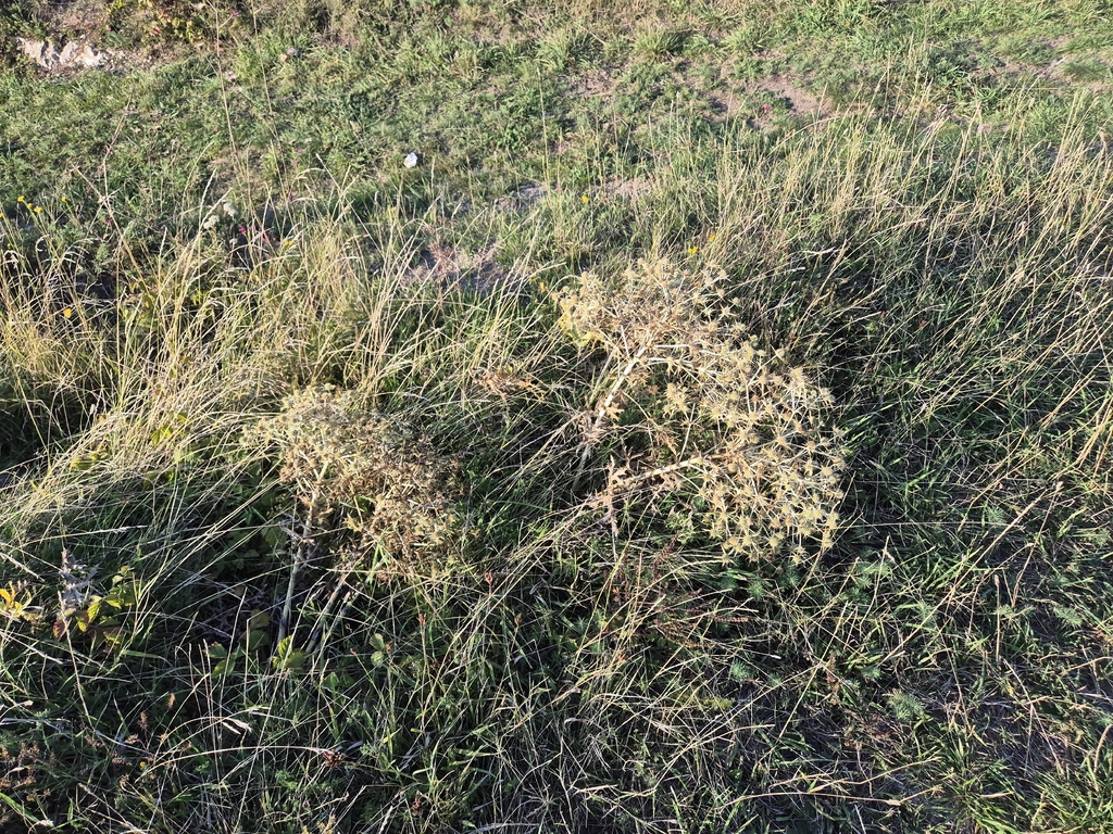 Eryngium campestre; photograph (c) Bobo-X, some rights reserved (CC BY)