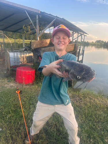 Channel Catfish