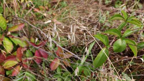 Bromus squarrosus observed 2026-09-16