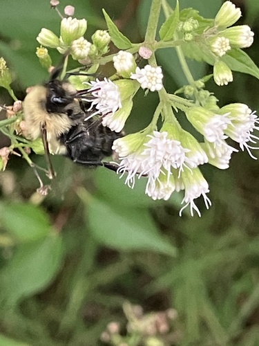 Common Eastern Bumble Bee