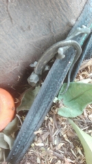 Chamaeleo chamaeleon