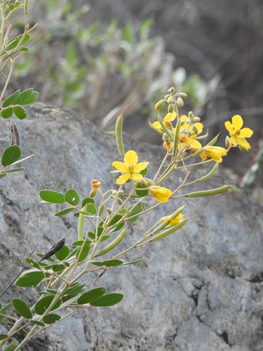 Senna covesii, photograph 1