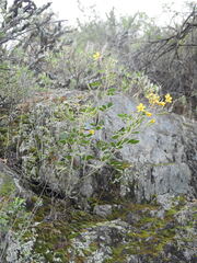Senna covesii, photograph (c) Rachel Stringham, some rights reserved (CC BY)