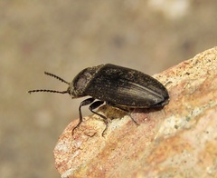 Cidnopus pilosus