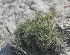 Lepidium turczaninowii