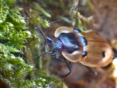 Dendroxena quadrimaculata