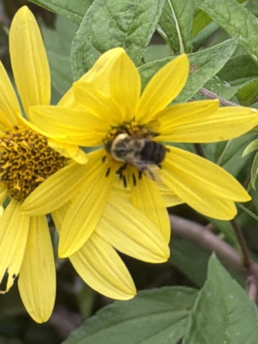 Common Eastern Bumble Bee