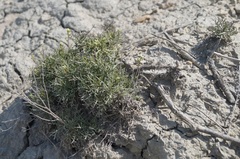 Lepidium turczaninowii