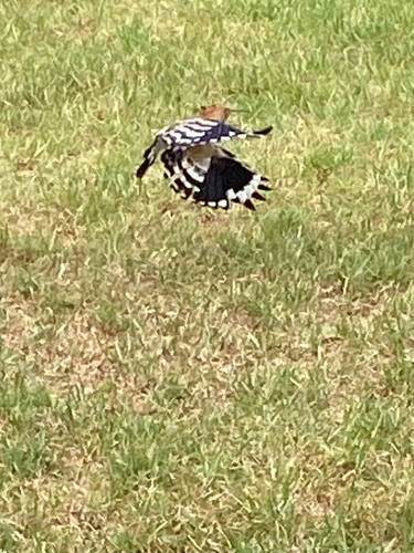 Common Hoopoe