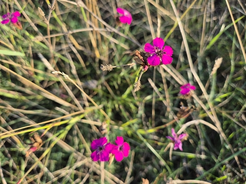 Carthusian Pink
