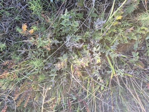 Silver Thistle