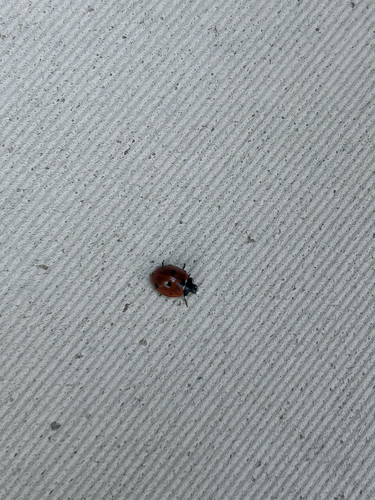 Seven-spotted Lady Beetle