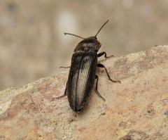 Cidnopus pilosus