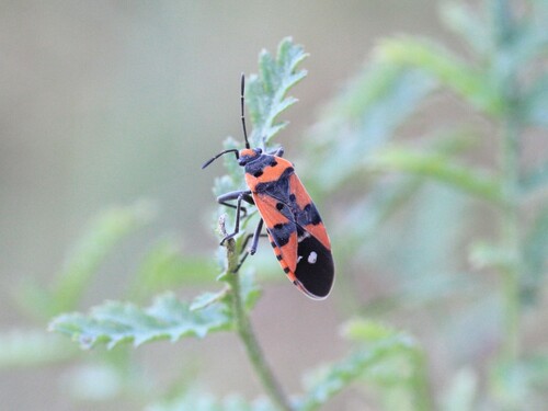 Black-and-Red Bug