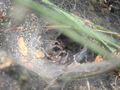 Agelena labyrinthica
