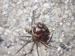 Steatoda grossa