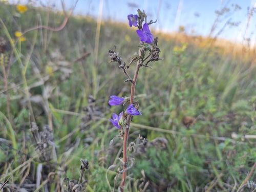 Siberian Bellflower