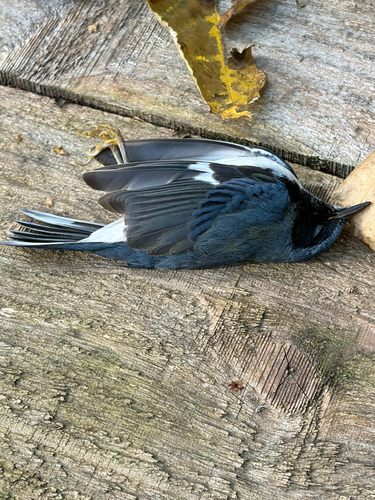 Black-throated Blue Warbler
